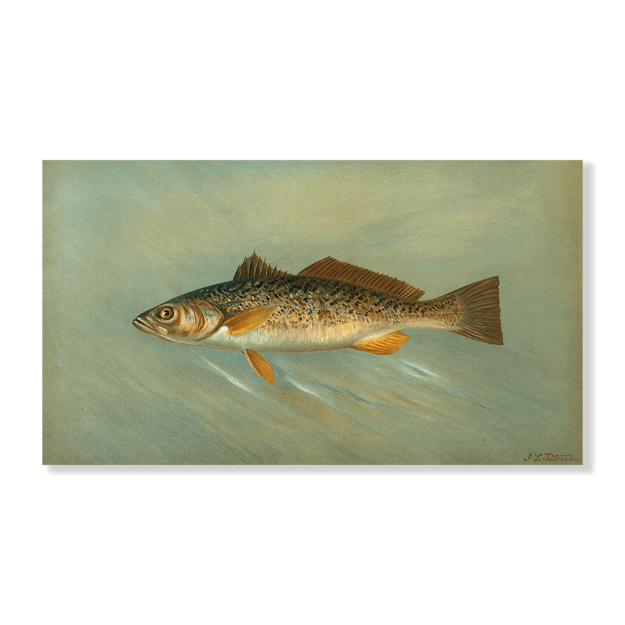 The Spanish Mackerel - Jasper & Jute