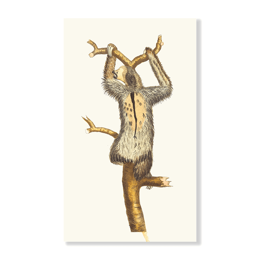 Three-Toed Sloth - Jasper & Jute