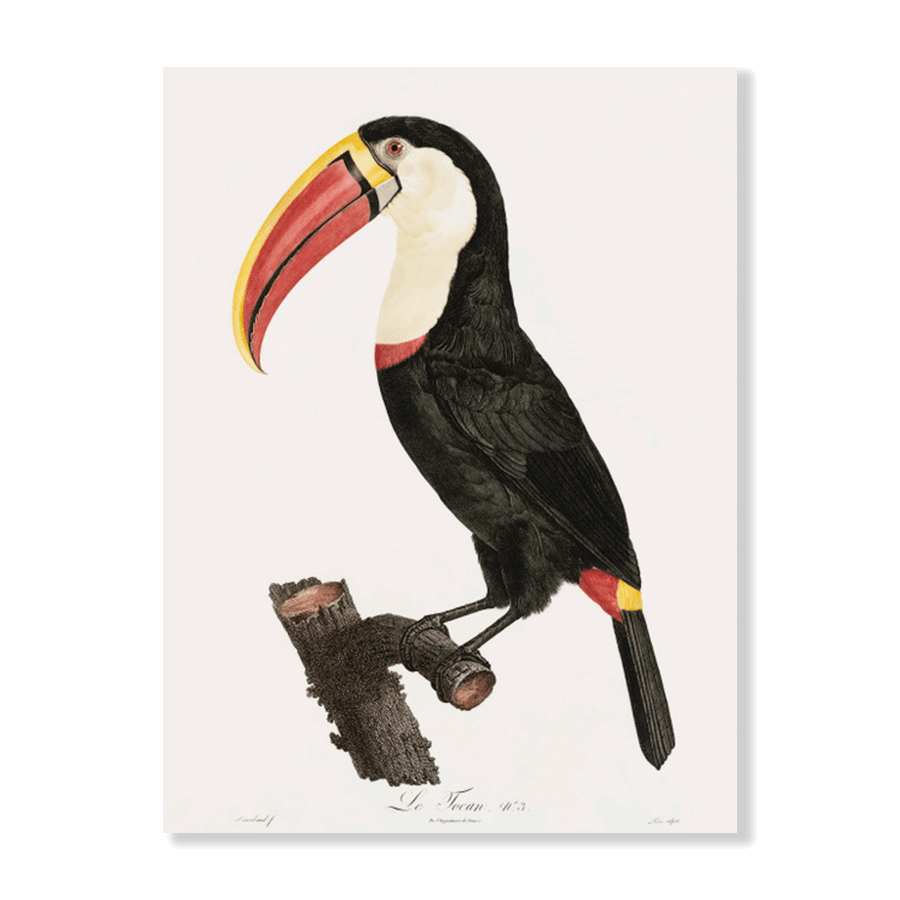 Toucan - Jasper & Jute