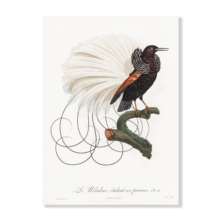 Twelve Wired Bird of Paradise - Jasper & Jute