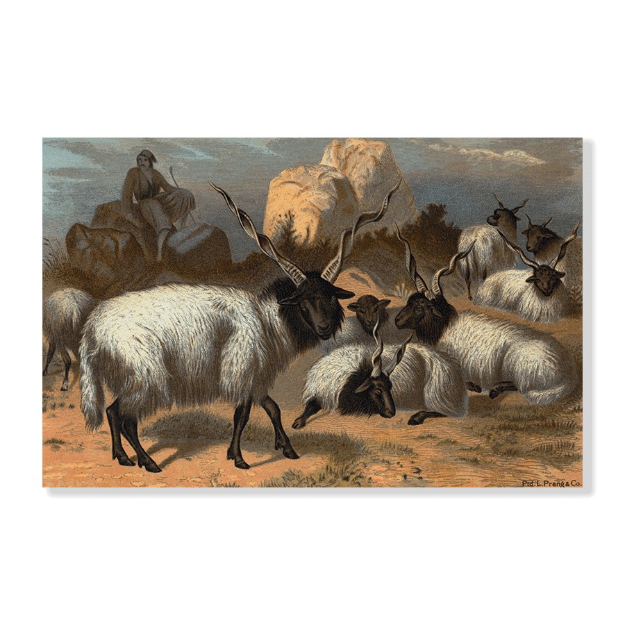 Wallachian Sheep - Jasper & Jute