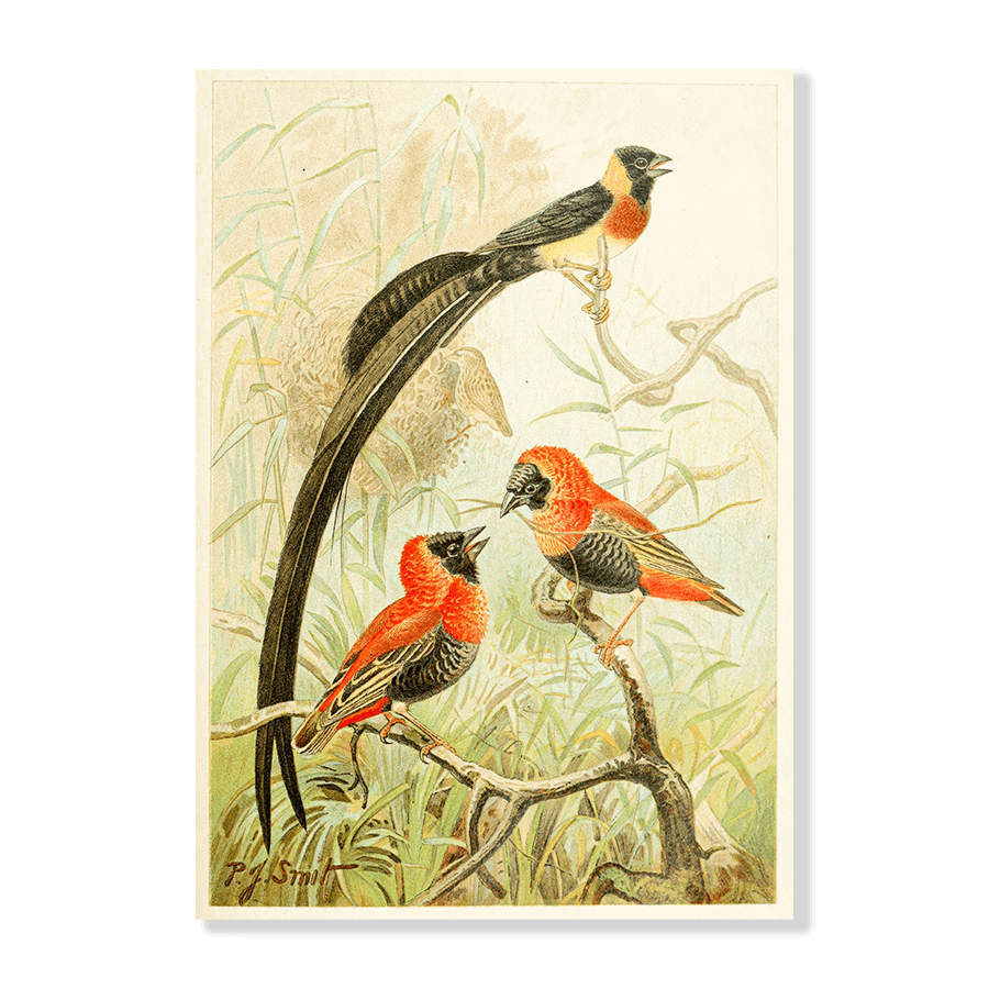 Weaver Birds - Jasper & Jute