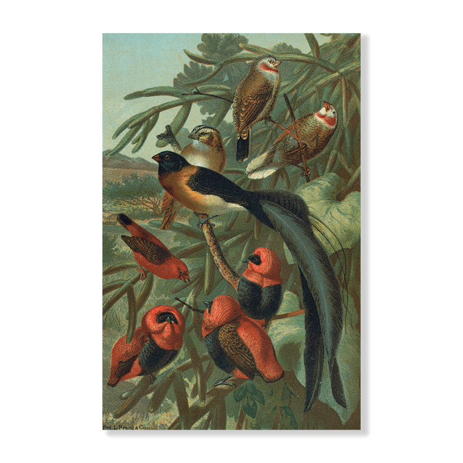 Weaver Birds II - Jasper & Jute