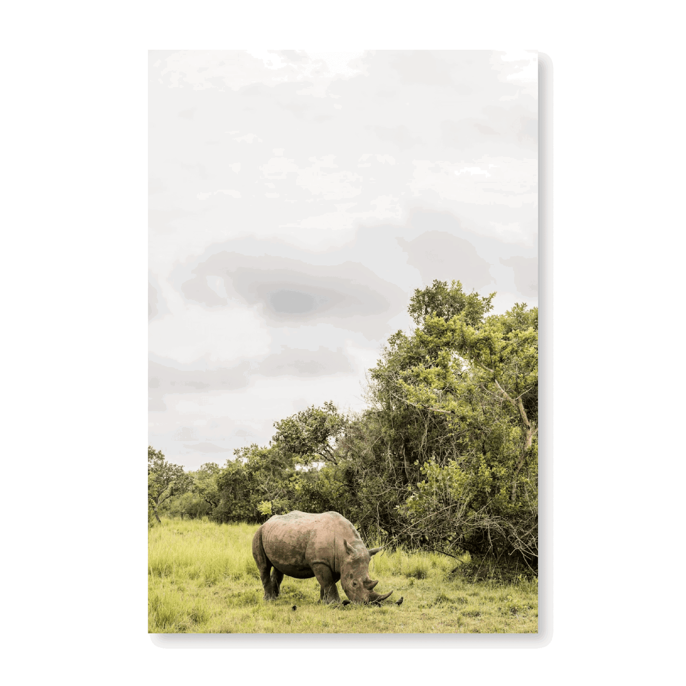 White Rhino In Uganda - Jasper & Jute