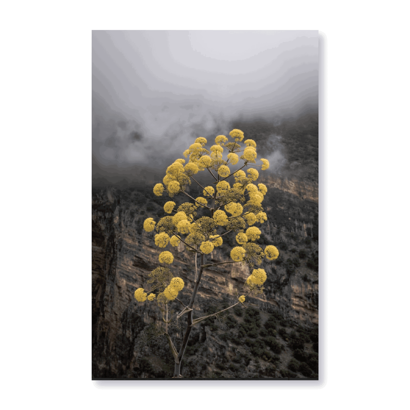 Yellow Flowers In The Mountains - Jasper & Jute