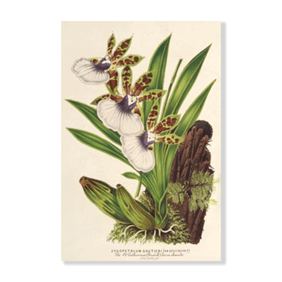 Zygopetalum Gautieri (1854-1896) - Jasper & Jute