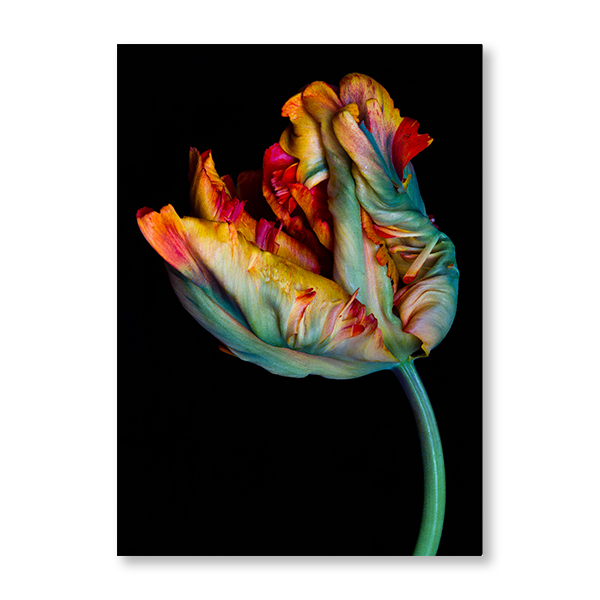 Parrot Tulip