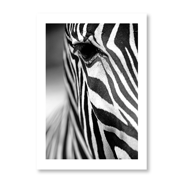 Zebra Close-Up