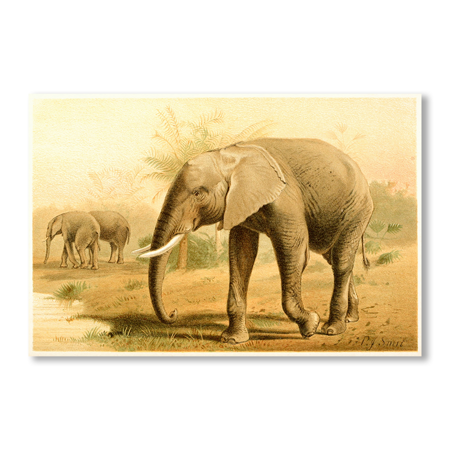 African Elephant