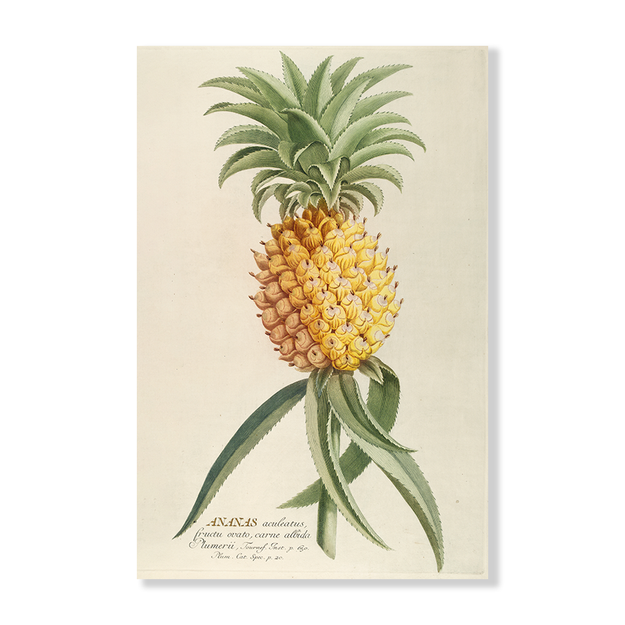 Ananas