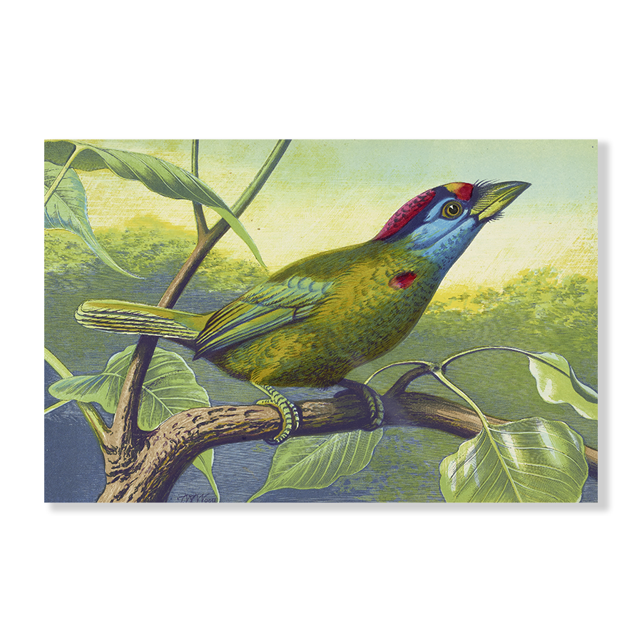 Blue Cheeked Barbet