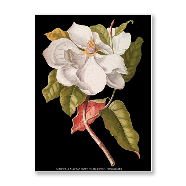 Antique French Botanical IV