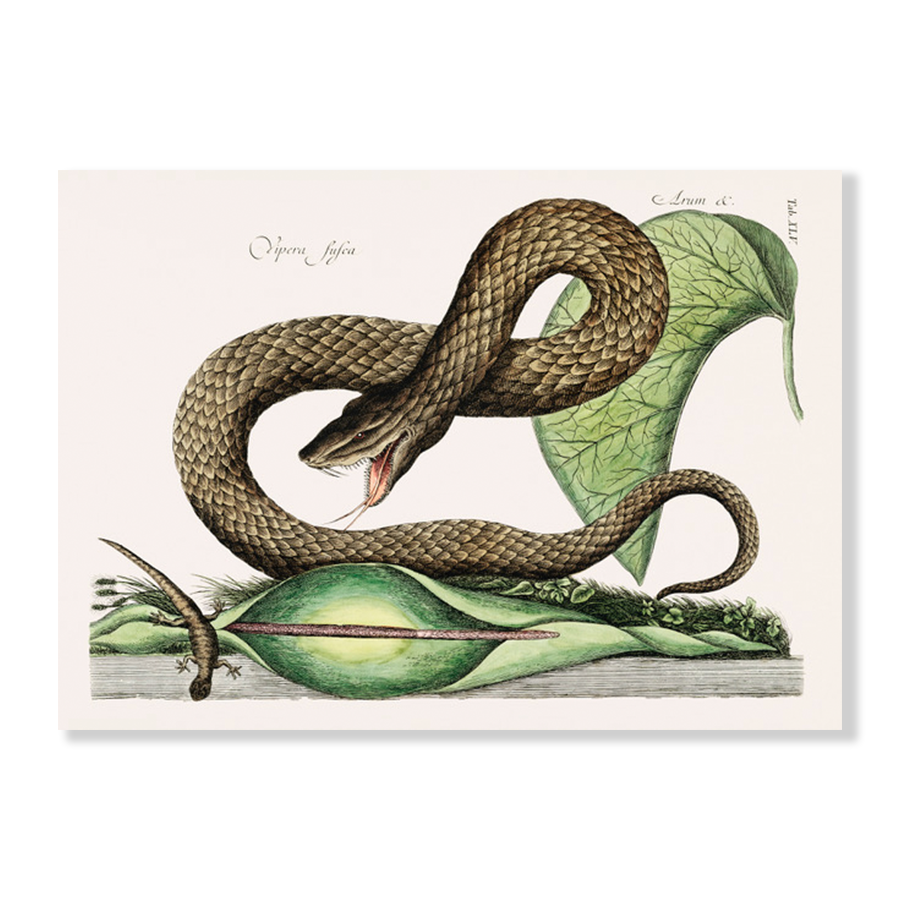 Brown Viper (Vipera Fusca)