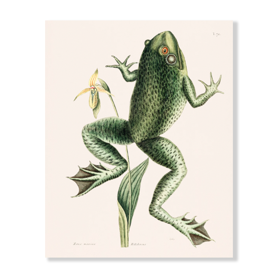 Bull Frog (Rana maxima)