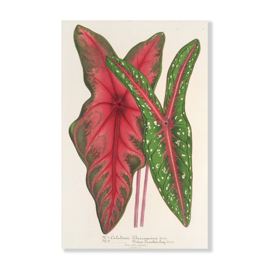 Caladium Baraquinii, Troubetzkoy (1854-1896)