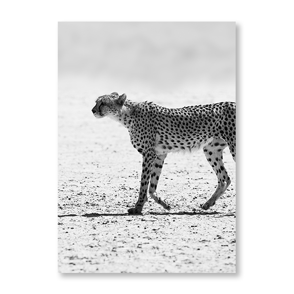 Cheetah