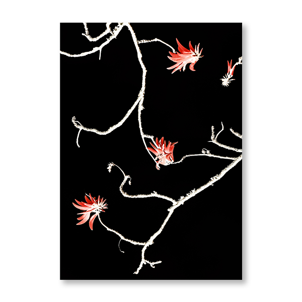 Coral Tree