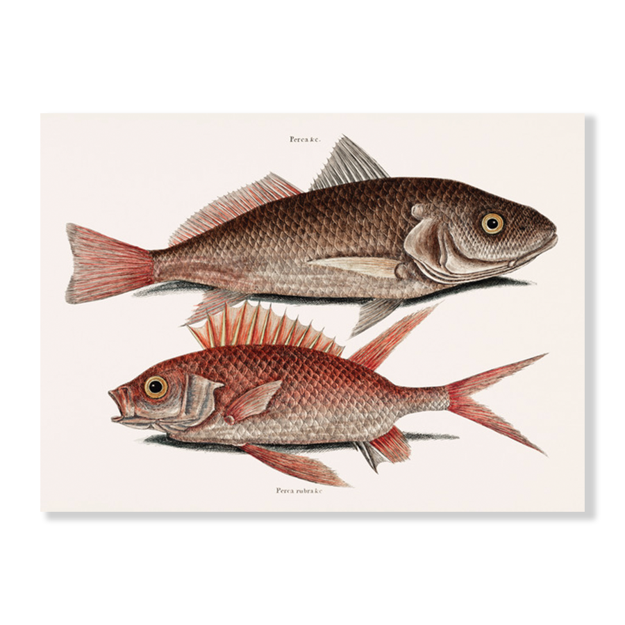 Croaker (Perca marina) Squirrelfish (Perca rubra)