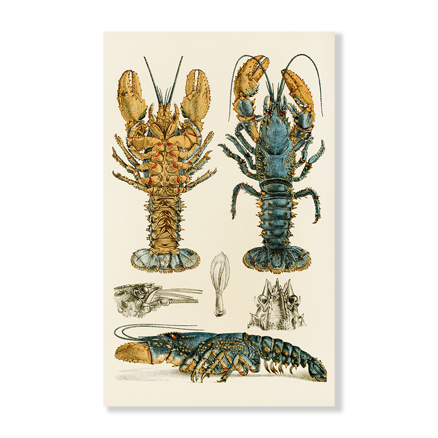 Crustacea II (1885 1890)