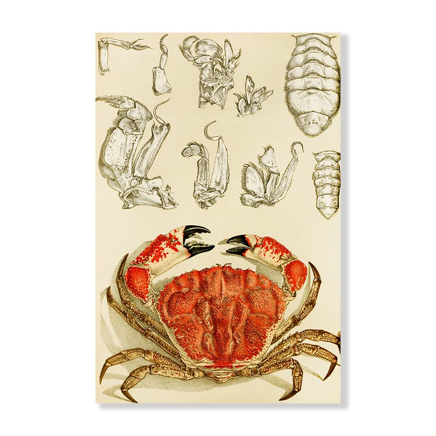 Crustacea III (1885 1890)