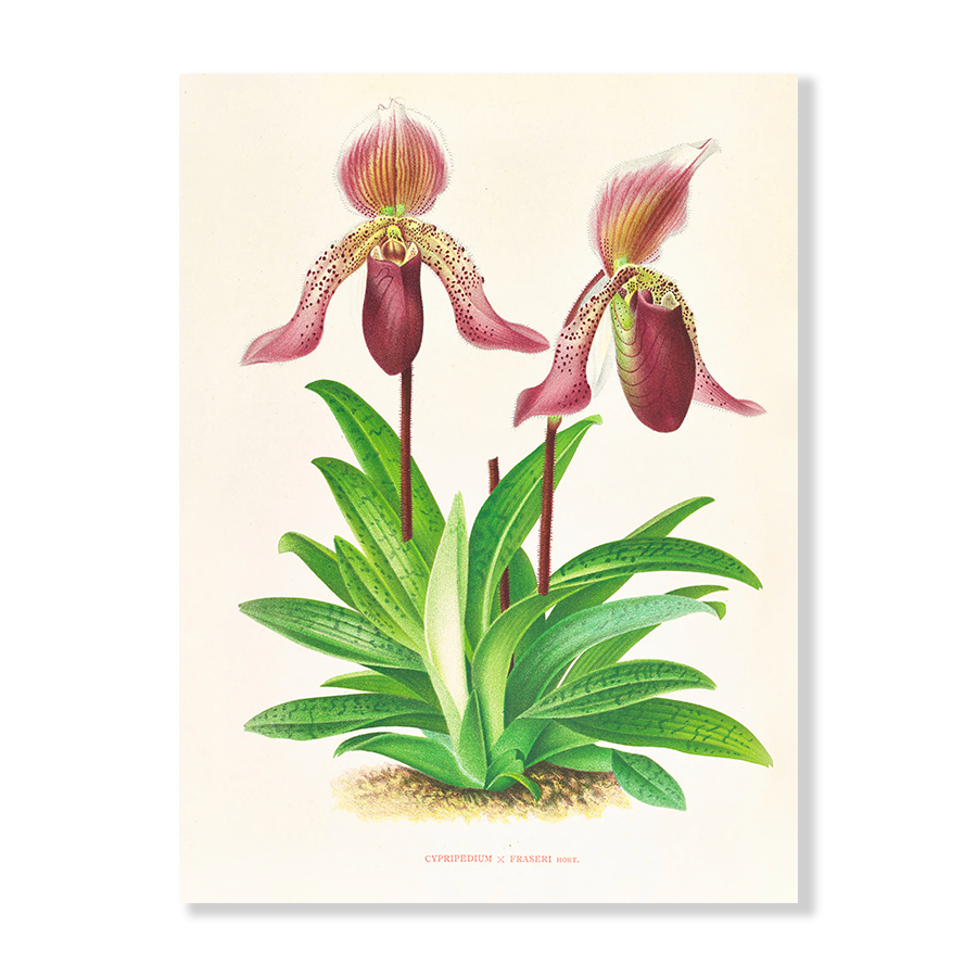 Cypripedium Fraseri