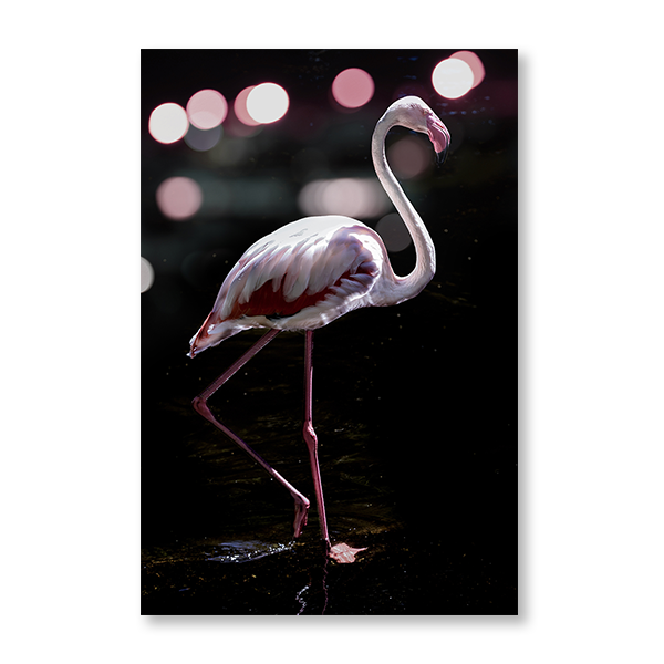 Dancing Flamingo