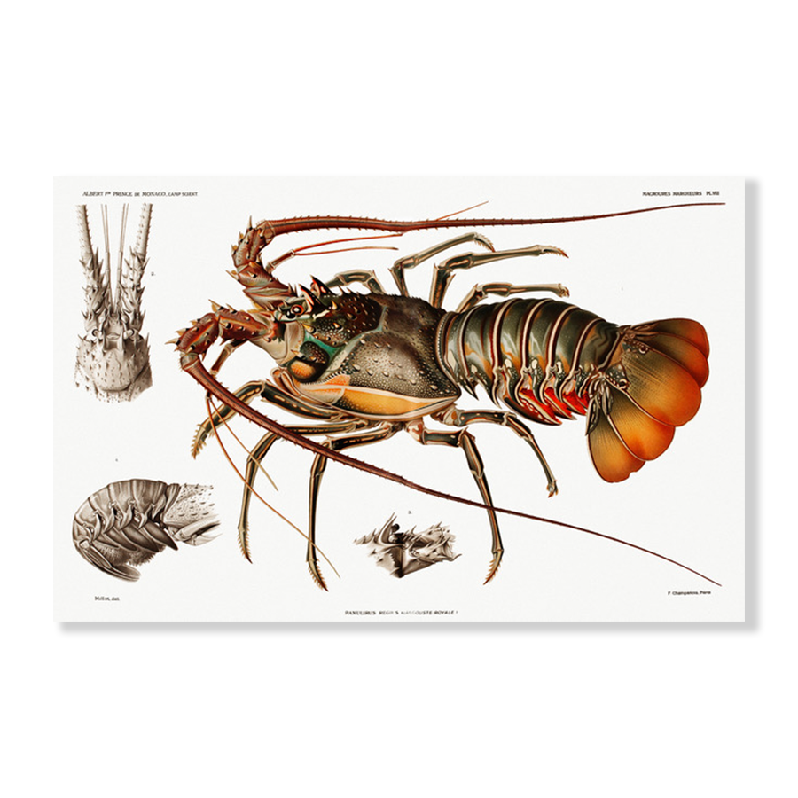 European Lobster