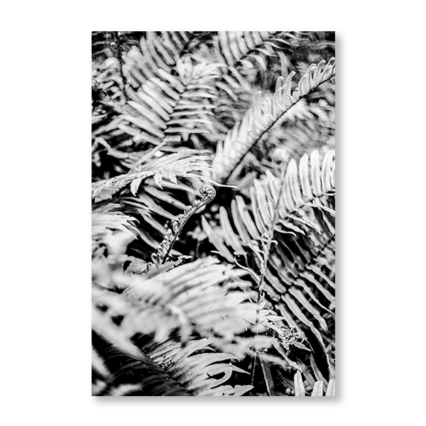 Forest Fern