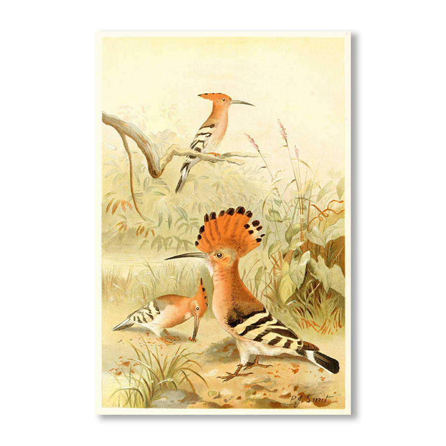 Hoopoes