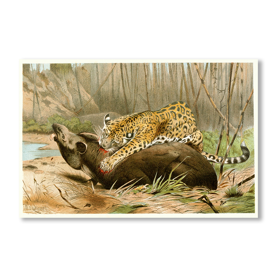 Jaguar Killing Tapir