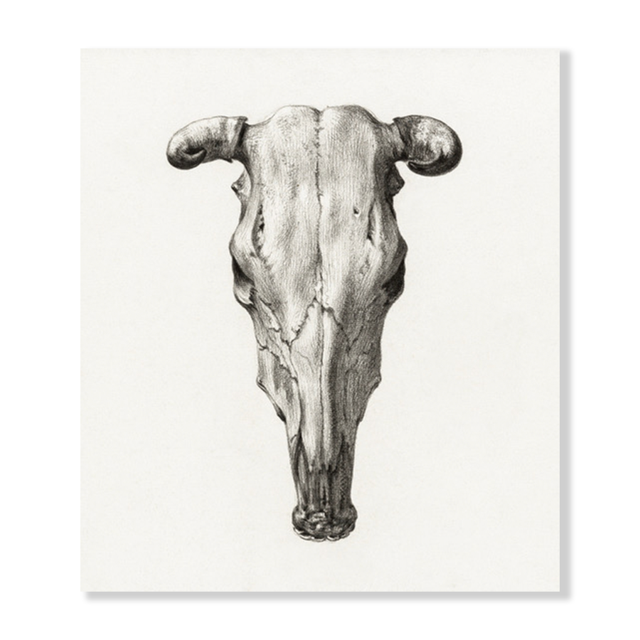 Jean Bernard: "Skull of a Cow II" (1816)