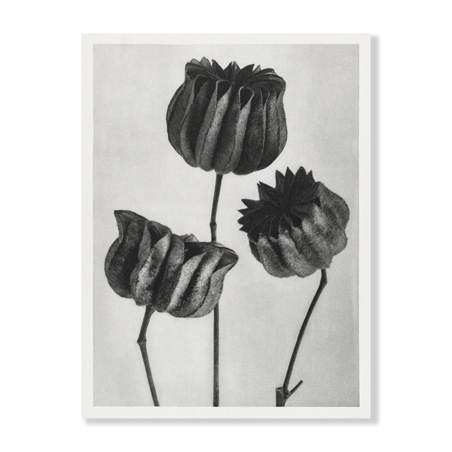 Karl Blossfeldt: "Abutilon (Lime Mallow)"