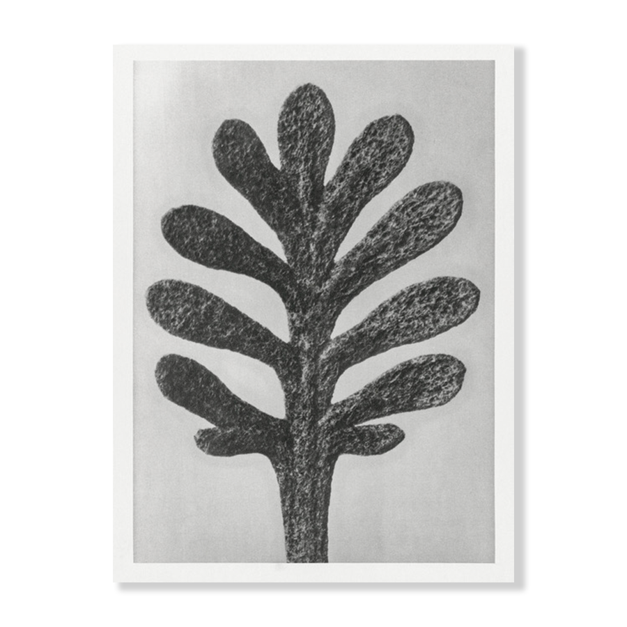 Karl Blossfeldt: "Achillea Umbellata (Yarrow)"