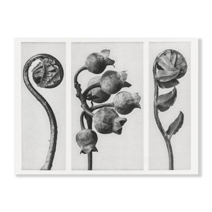 Karl Blossfeldt: "Polypodiaceae Aspidieae (Polypody)"