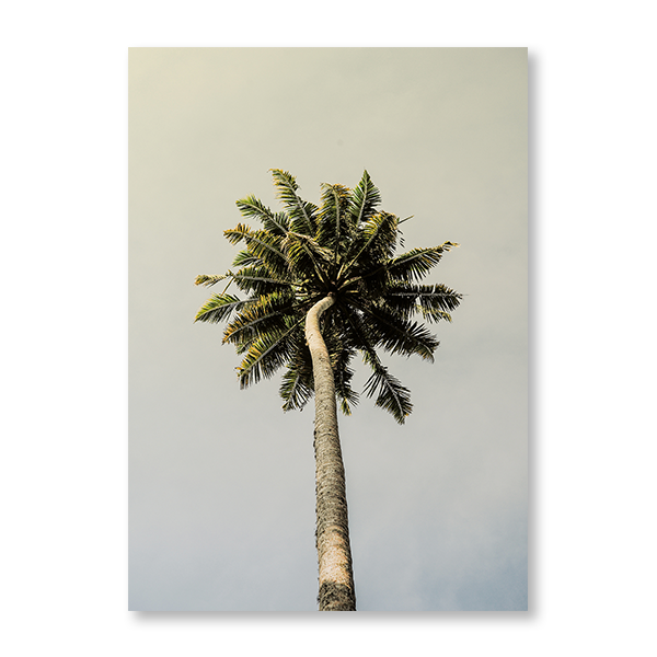 King Palm