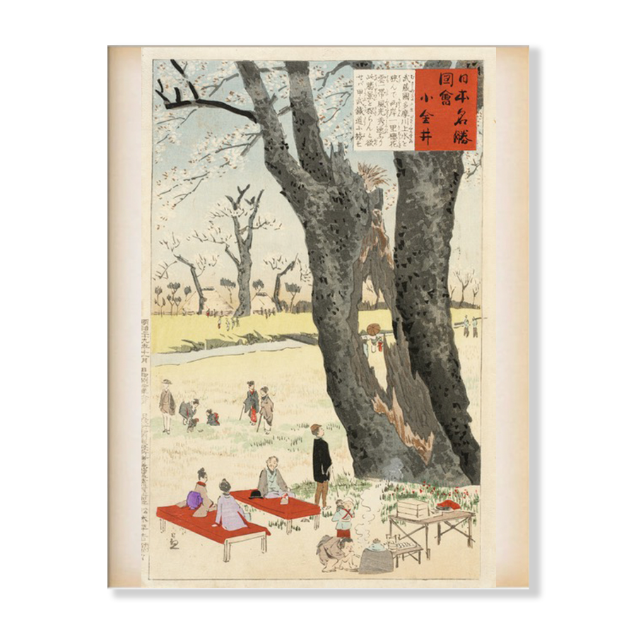 Kobayashi Kiyochika: "Koganei, Cherry Blossoms" (1896)