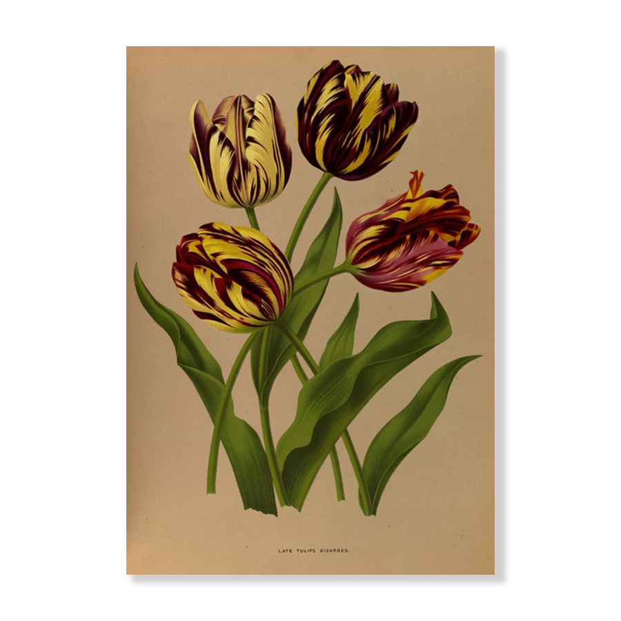 Late Tulips Bizarres (1872-1881)