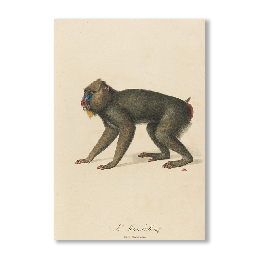 Le Mandrill