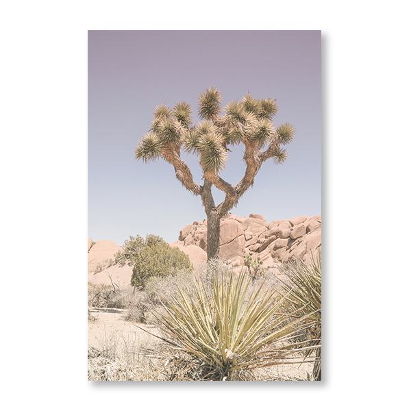 Mojave Desert