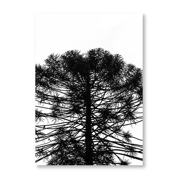 Monkey Puzzle