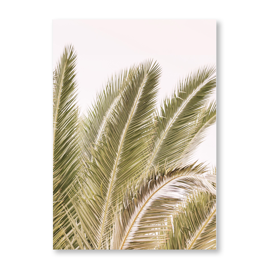 Oasis Palm I