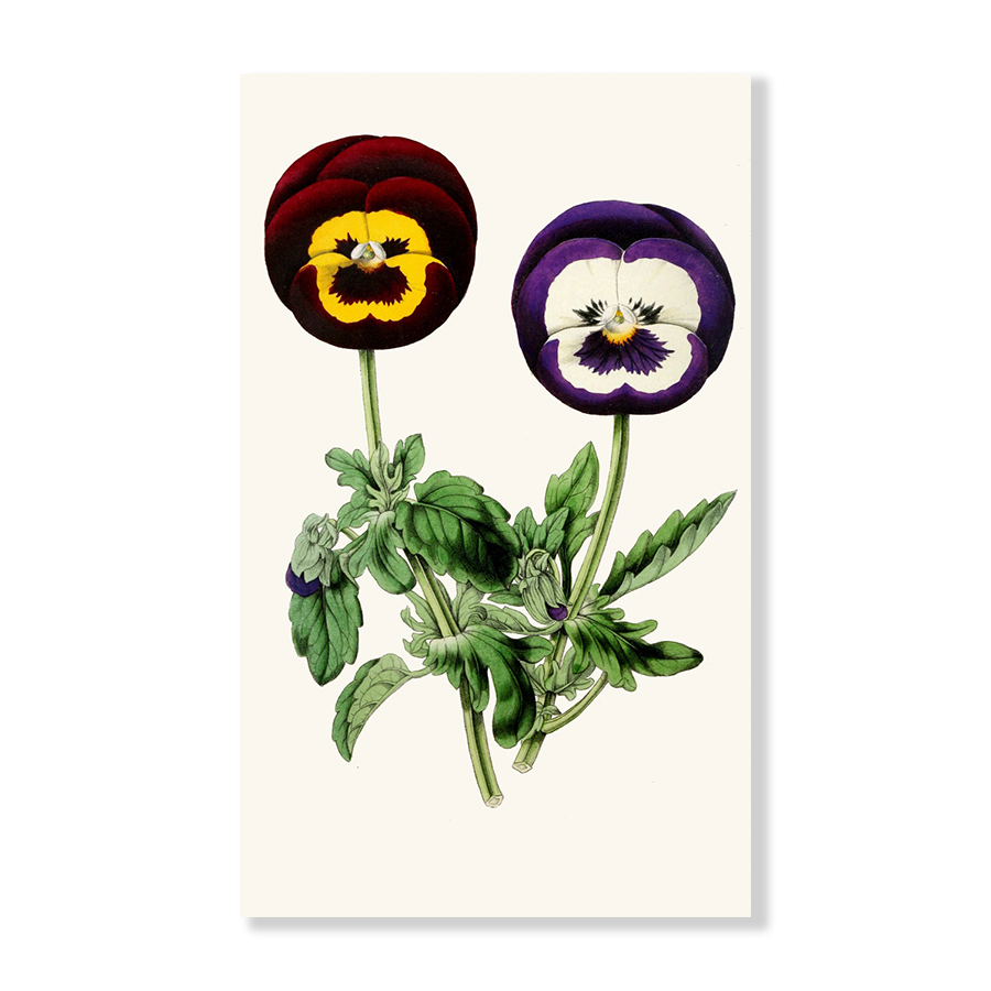 Pansies