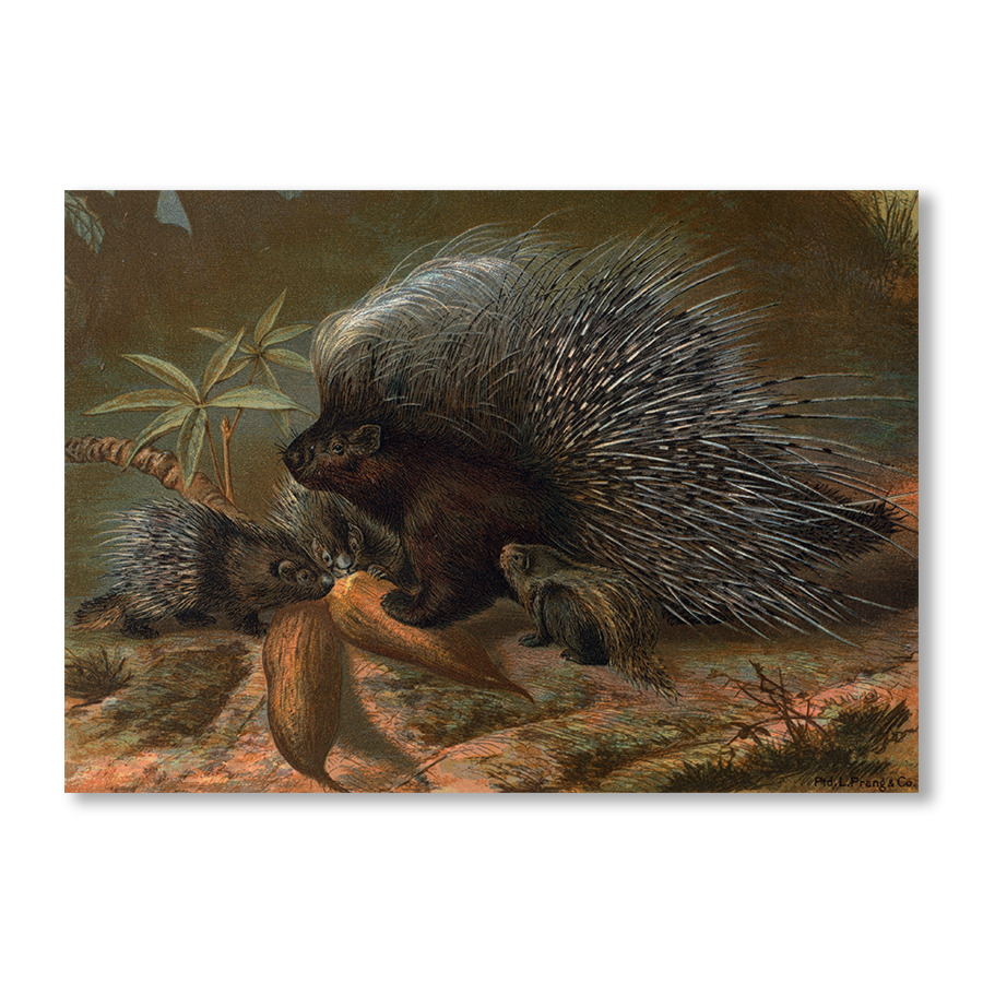 Porcupine