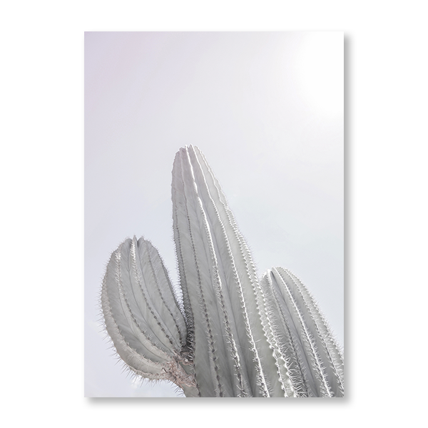 Saguaro_GK-09