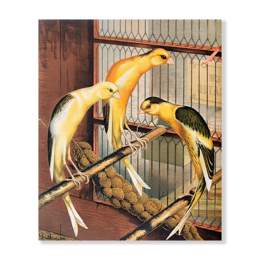 Scotch Fancy Canaries, Piebald