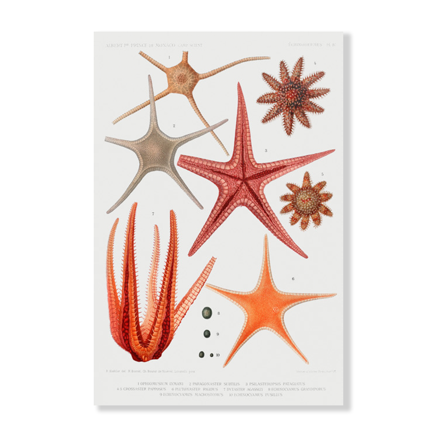 Starfish Varieties II