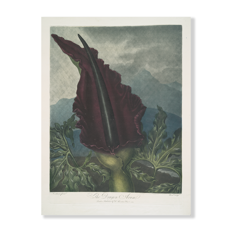 The Dragon Arum