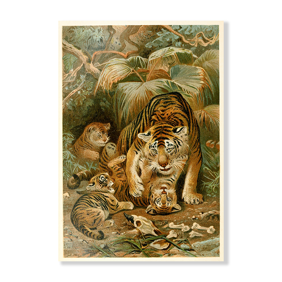 Tigress and Cubs