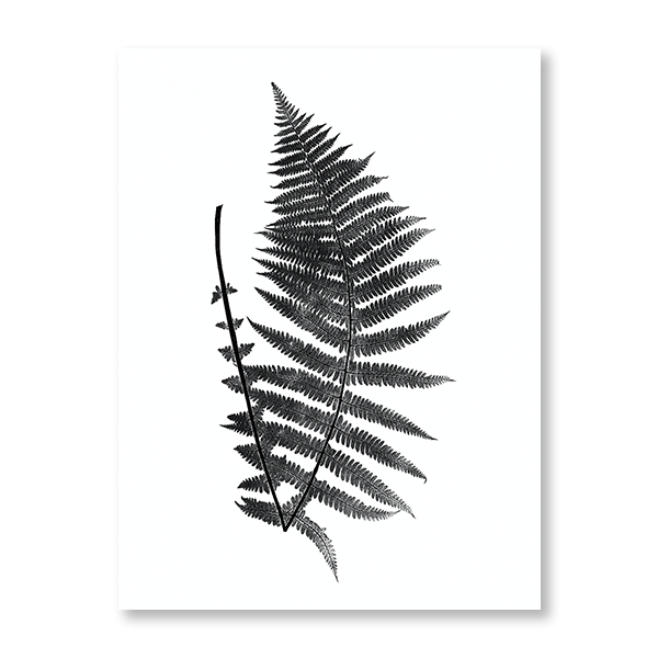 Fern Illustration II