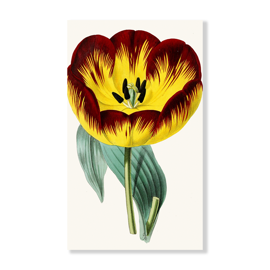 Tulip II